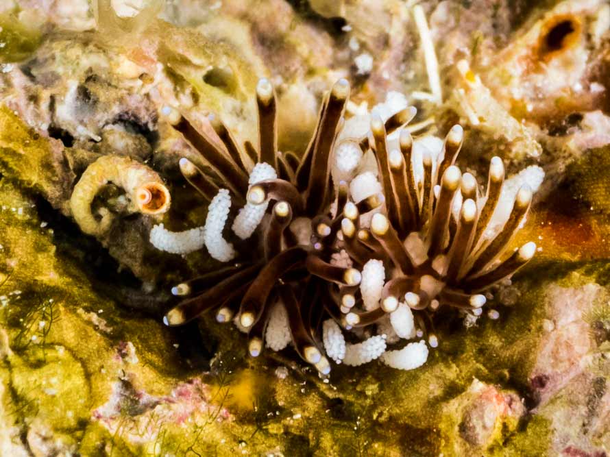 Tergiposacca longicerata.
